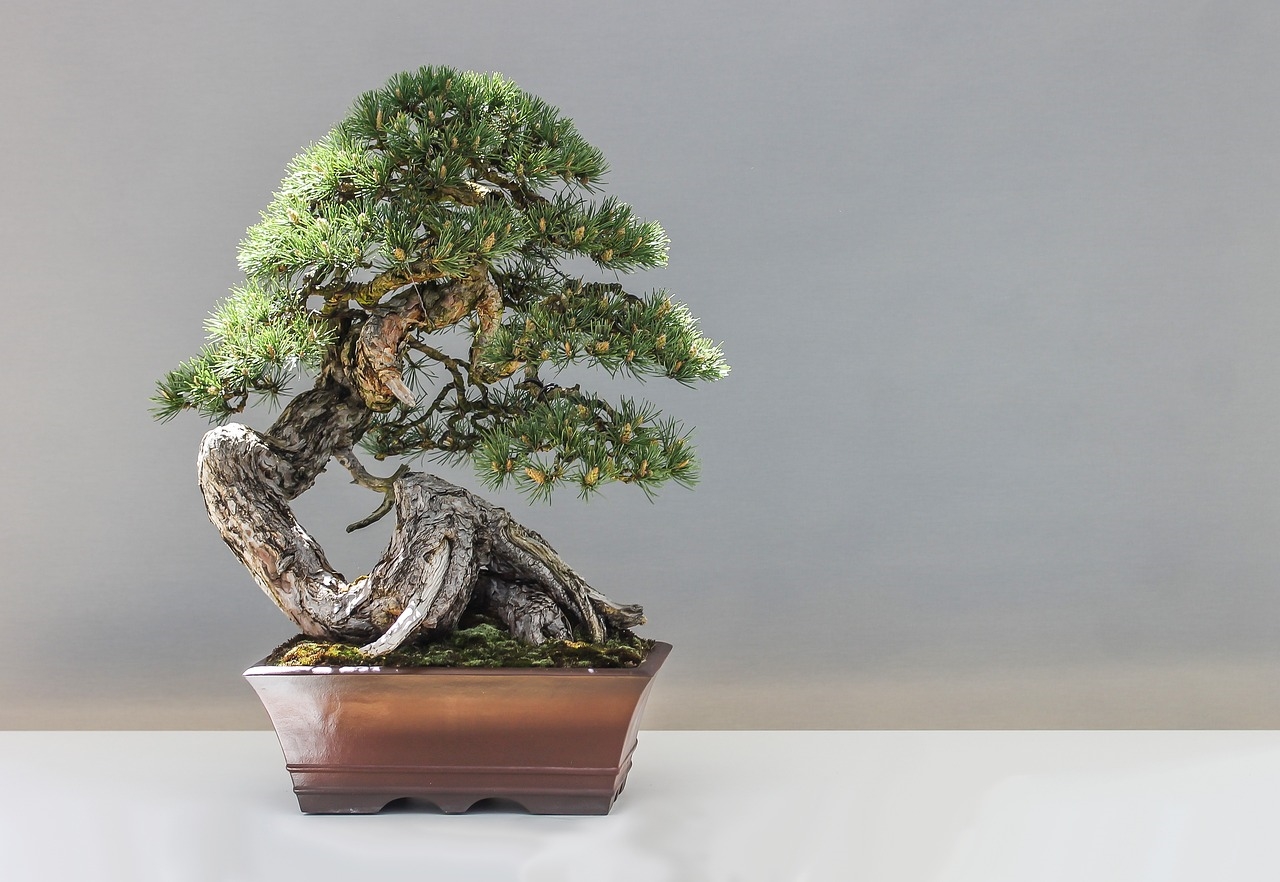 drzewko bonsai przesadzanie
