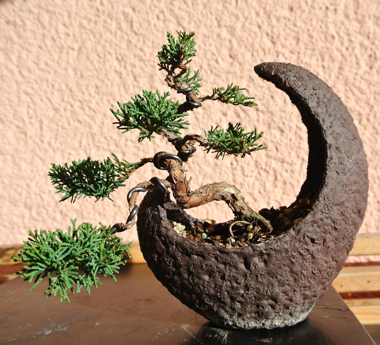 przesadzanie drzewka bonsai