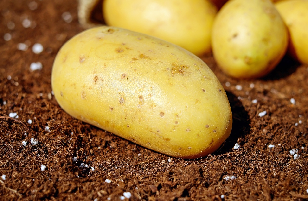 ziemniaki na patyku