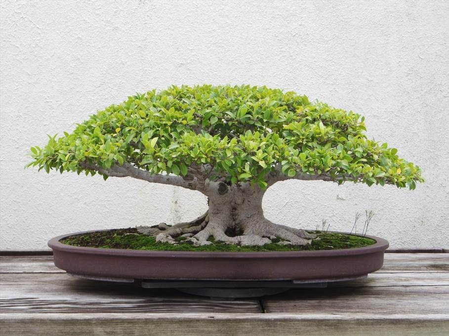 bonsai gubi liście