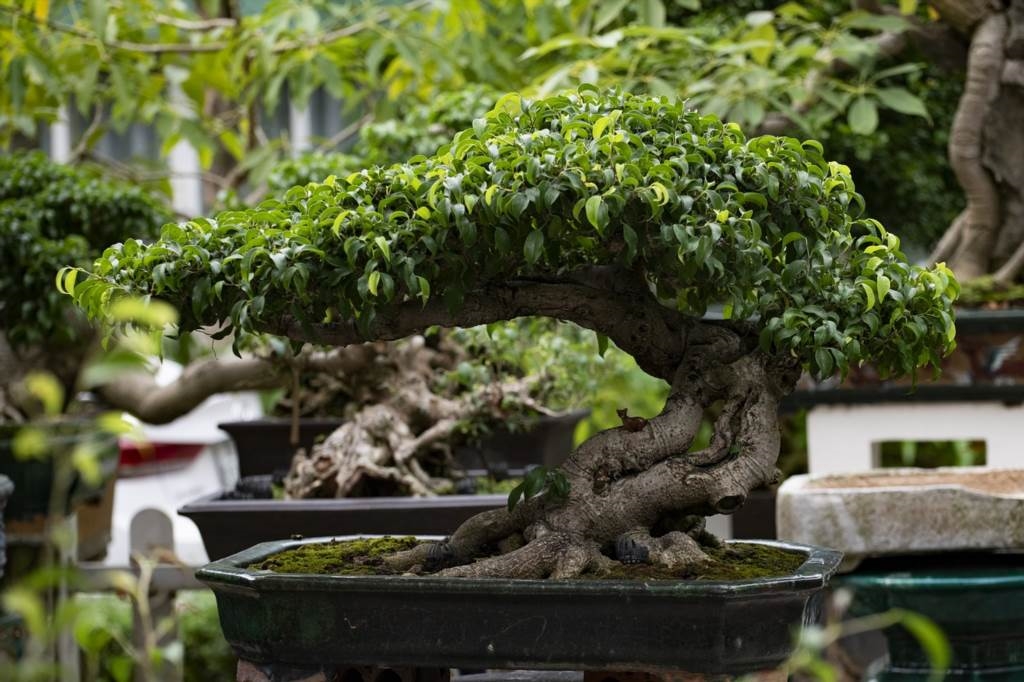 czemu bonsai gubi liście