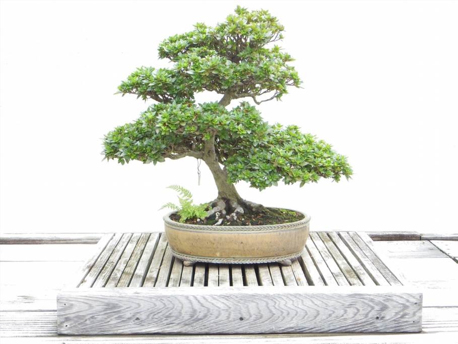 dlaczego bonsai gubi liście