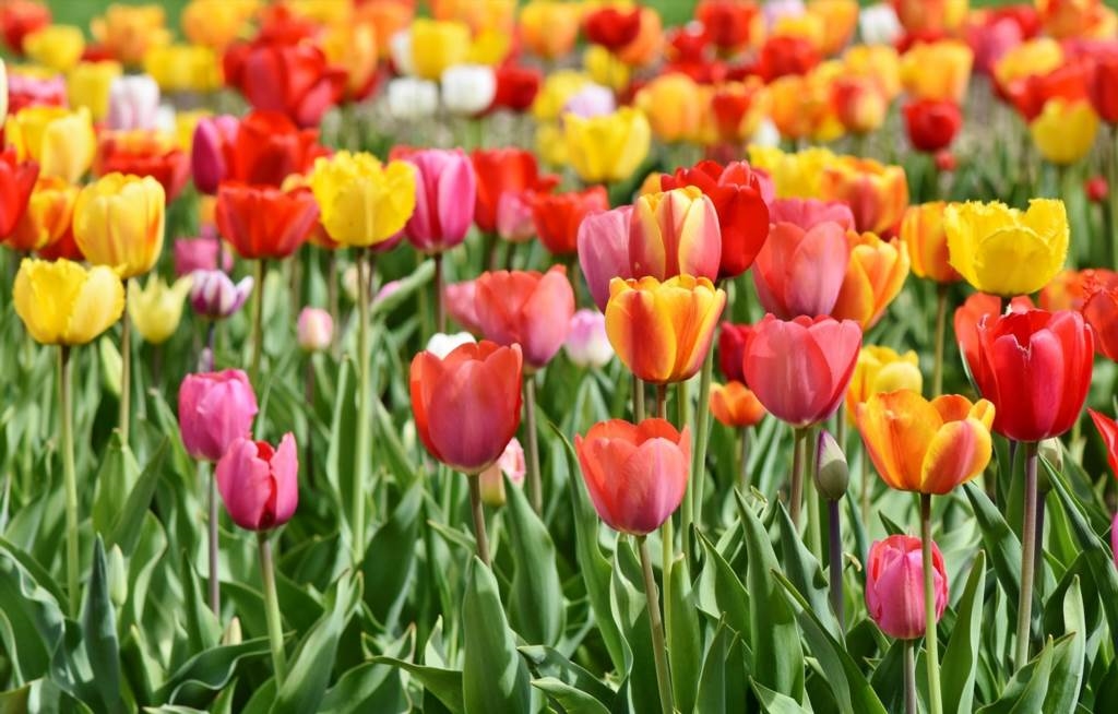 jak zrobić tulipany z materiału