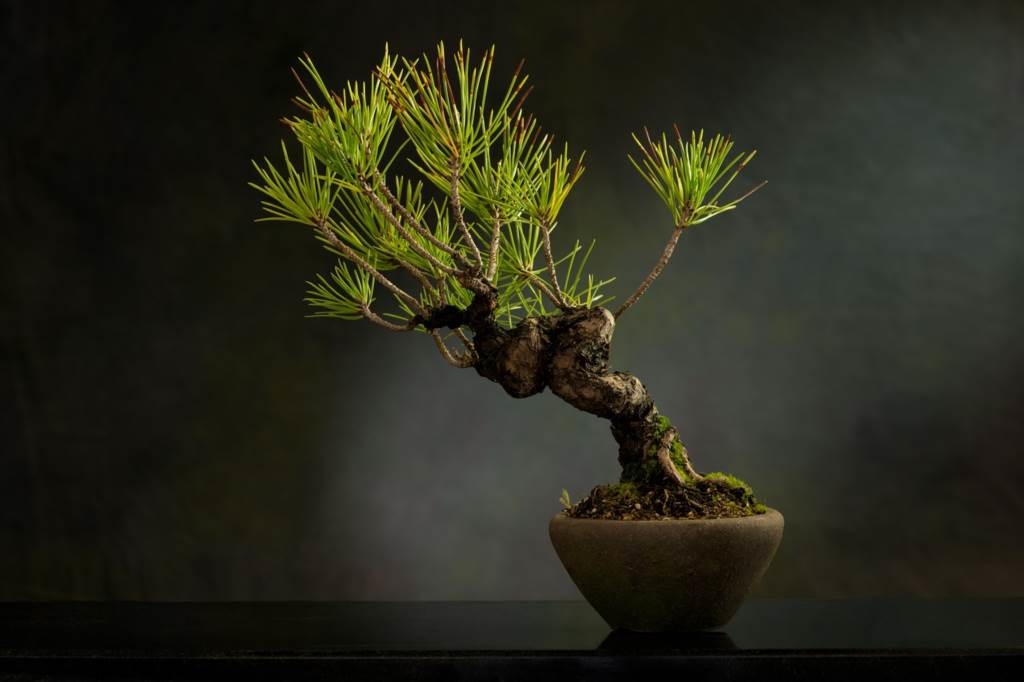 opadanie liści bonsai